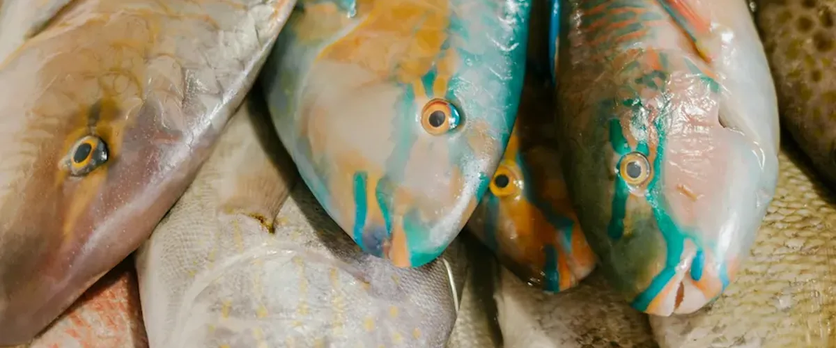 Poissons de pêche locale — La Table Méditerranéenne Saint-Tropez