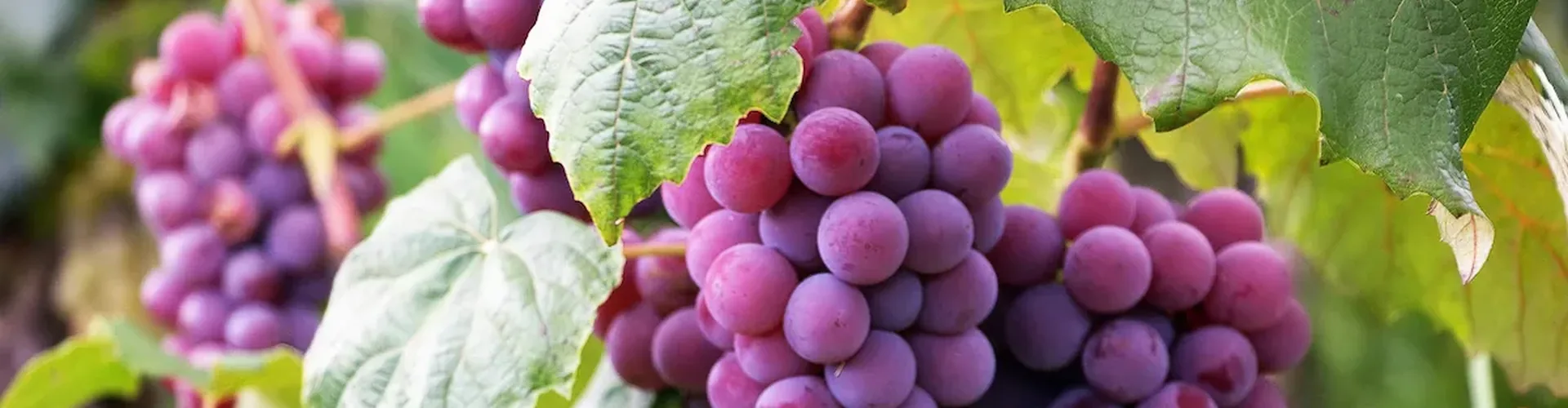 Vignobles de la Vallée du Rhône — Châteauneuf-du-Pape, Côte-Rôtie, Condrieu