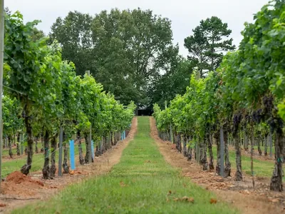 Vigneron des Côtes de Provence — cave partenaire de La Table Méditerranéenne